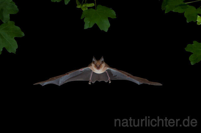 R9252 Große Hufeisennase im Flug, Greater Horseshoe Bat flying
