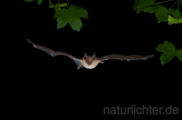 R9254 Große Hufeisennase im Flug, Greater Horseshoe Bat flying - Christoph Robiller