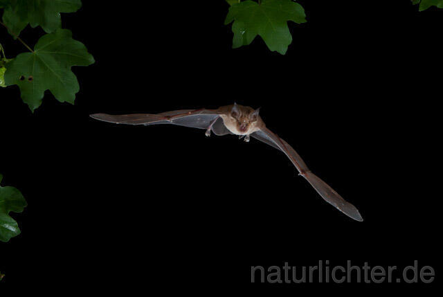 R9257 Große Hufeisennase im Flug, Greater Horseshoe Bat flying