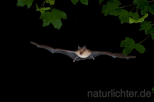 R9261 Große Hufeisennase im Flug, Greater Horseshoe Bat flying - Christoph Robiller