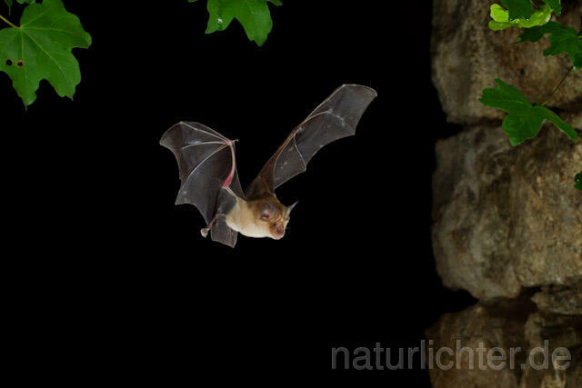 R9263 Große Hufeisennase im Flug, Greater Horseshoe Bat flying