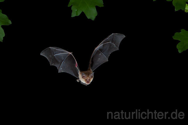 R9265 Große Hufeisennase im Flug, Greater Horseshoe Bat flying