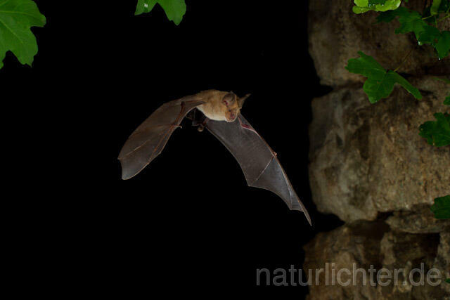 R9267 Große Hufeisennase im Flug, Greater Horseshoe Bat flying - Christoph Robiller