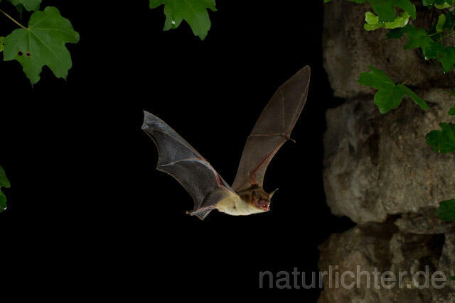 R9269 Kleines Mausohr im Flug, Lesser Mouse-eared Bat flying - Christoph Robiller