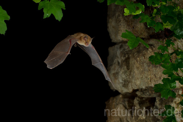 R9274 Große Hufeisennase im Flug, Greater Horseshoe Bat flying - Christoph Robiller