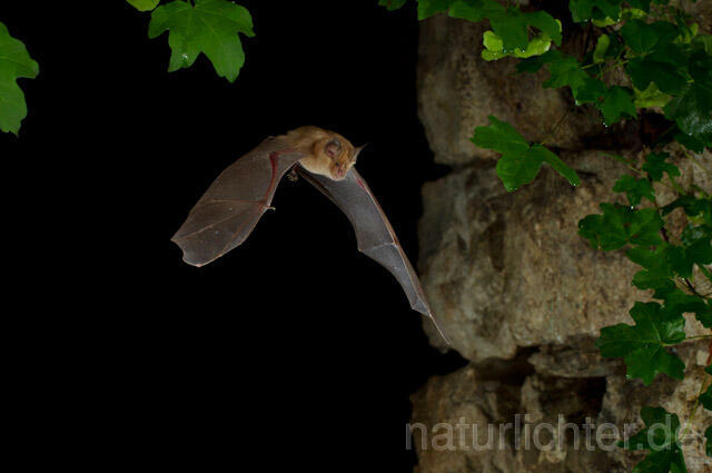 R9274 Große Hufeisennase im Flug, Greater Horseshoe Bat flying