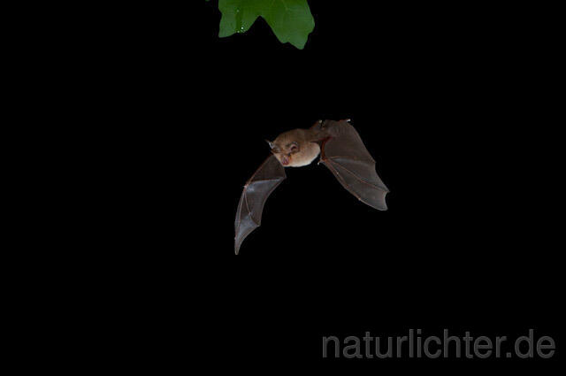 R9316 Kleine Hufeisennase im Flug, Lesser Horseshoe Bat flying - Christoph Robiller