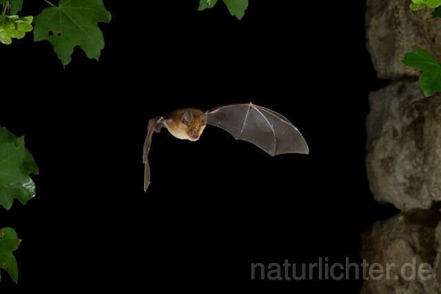R9319  Große Hufeisennase im Flug, Greater Horseshoe Bat flying