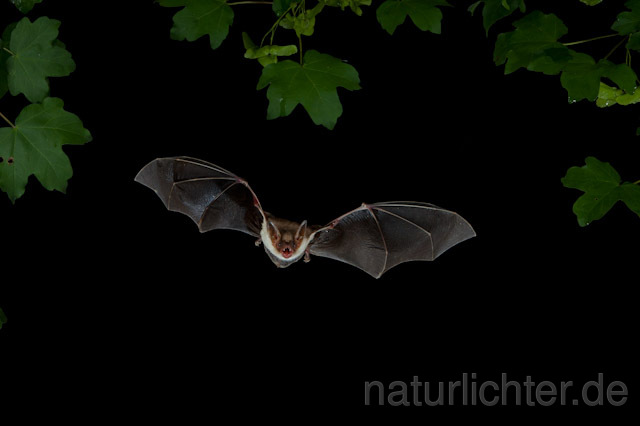 R9323 Großes Mausohr im Flug, Greater Mouse-eared Bat flying - Christoph Robiller