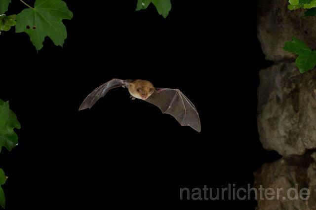 R9324 Kleine Hufeisennase im Flug, Lesser Horseshoe Bat flying
