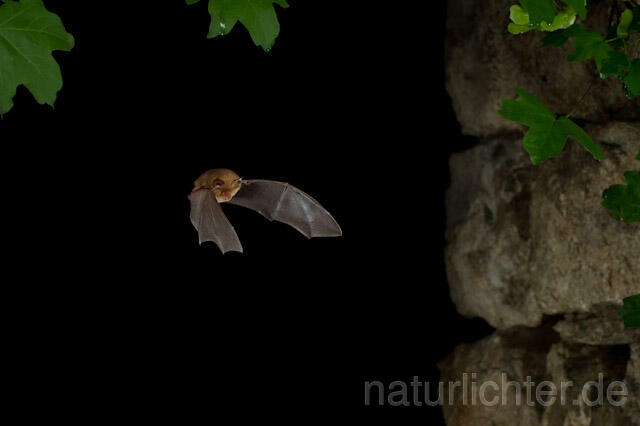 R9325 Kleine Hufeisennase im Flug, Lesser Horseshoe Bat flying