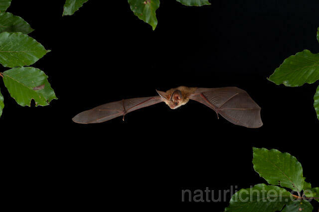 R9341 Braunes Langohr im Flug, Brown Long-eared Bat flying - Christoph Robiller