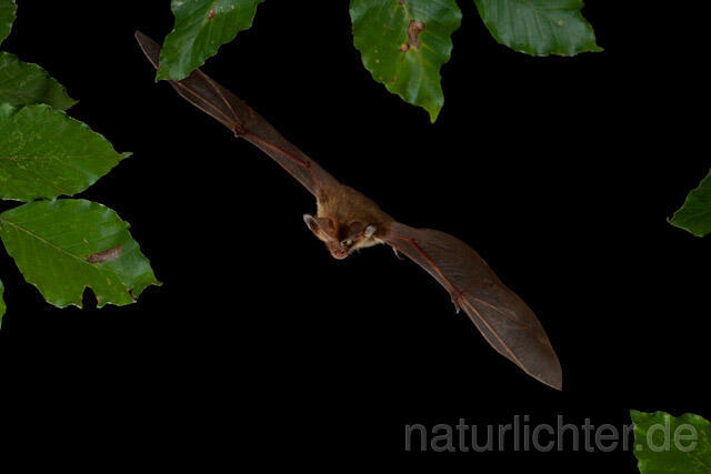 R9342 Braunes Langohr im Flug, Brown Long-eared Bat flying - Christoph Robiller