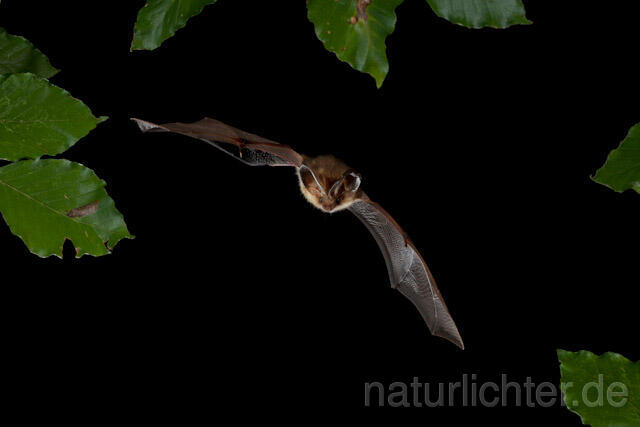 R9344 Braunes Langohr im Flug, Brown Long-eared Bat flying - Christoph Robiller