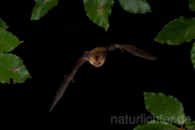 R9346 Braunes Langohr im Flug, Brown Long-eared Bat flying - Christoph Robiller