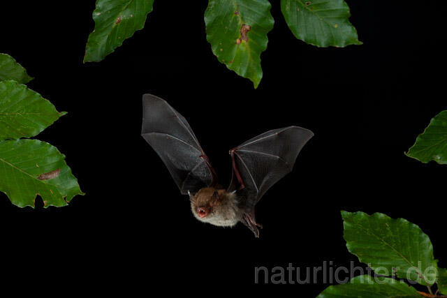 R9351 Fransenfledermaus im Flug, Natterer's Bat  flying - Christoph Robiller