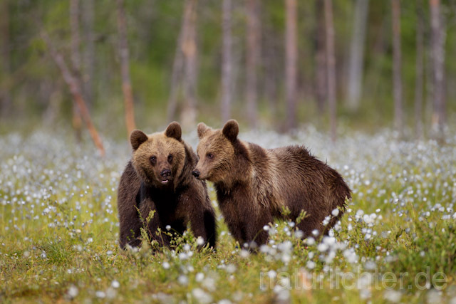 R9375 Braunbären im Wollgras, Brown Bear and Cottongrass - Christoph Robiller