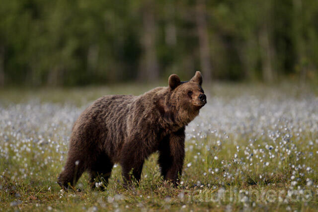 R9391 Braunbär im Wollgras, Brown Bear and Cottongrass - Christoph Robiller