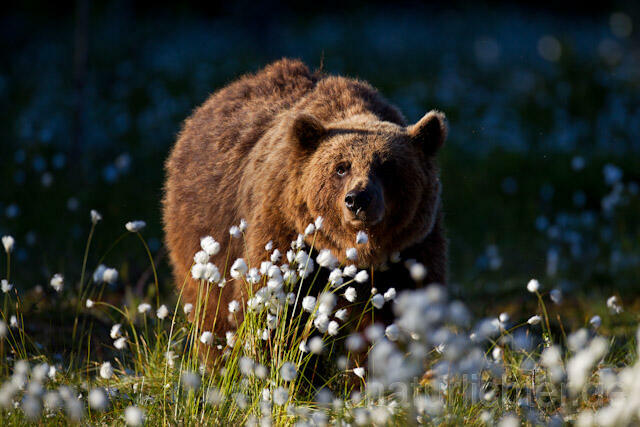 R9395 Braunbär im Wollgras, Brown Bear and Cottongrass - Christoph Robiller