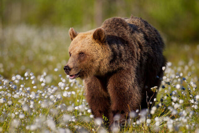 R9398 Braunbär im Wollgras, Brown Bear and Cottongrass - Christoph Robiller
