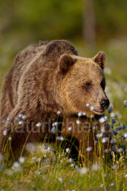 R9399 Braunbär im Wollgras, Brown Bear and Cottongrass - Christoph Robiller
