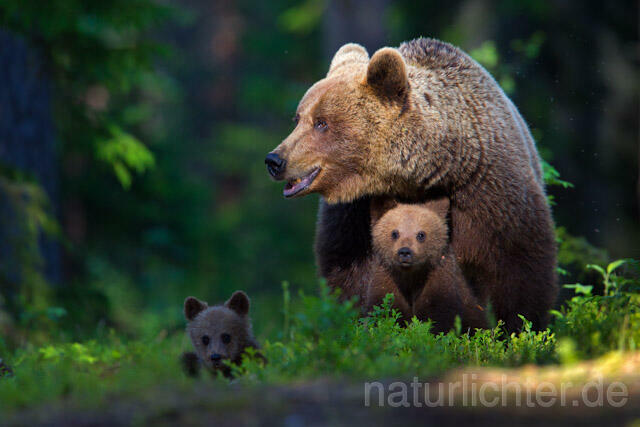 R9417 Braunbär mit Jungen, Brown Bear family - Christoph Robiller