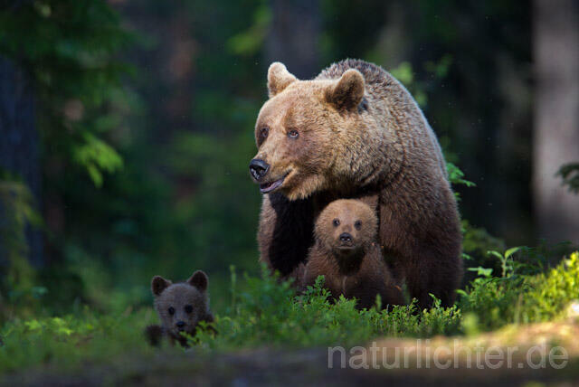 R9418 Braunbär mit Jungen, Brown Bear family - Christoph Robiller
