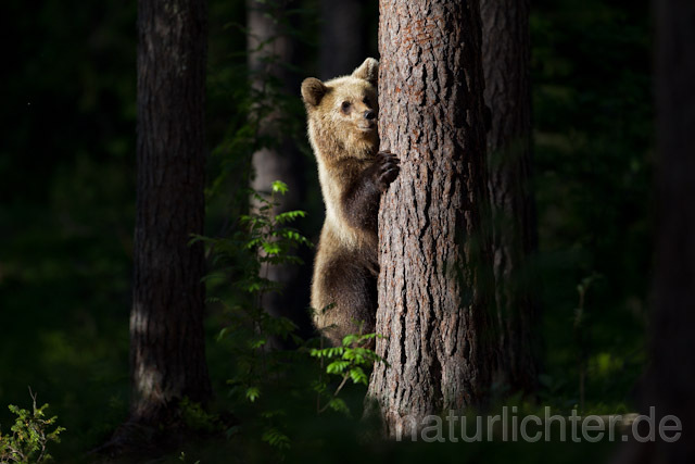 R9420 Braunbär, Brown Bear - Christoph Robiller