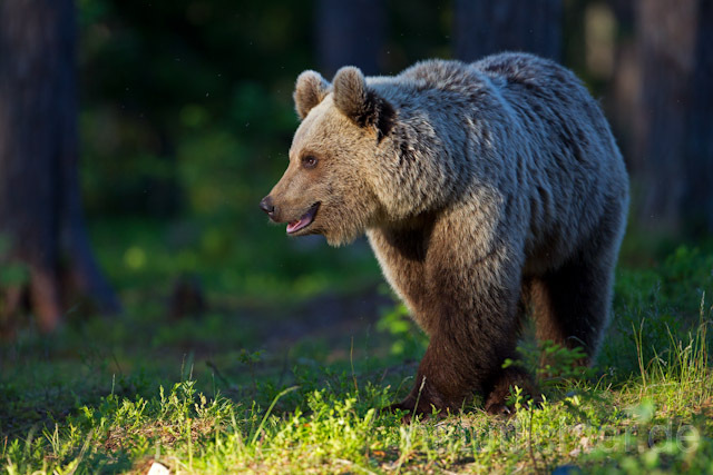 R9421 Braunbär, Brown Bear - Christoph Robiller