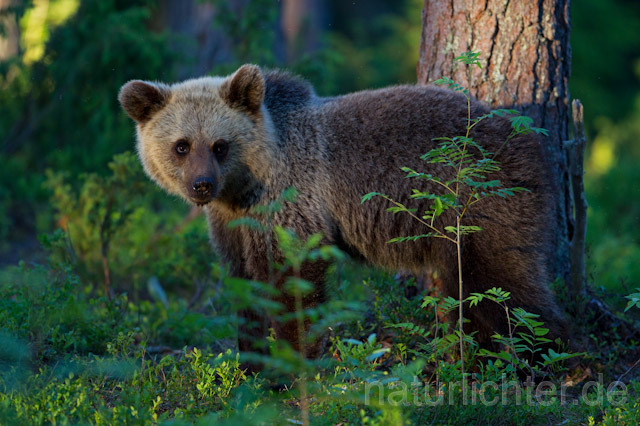 R9424 Braunbär, Brown Bear - Christoph Robiller