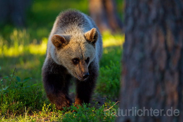 R9425 Braunbär, Brown Bear - Christoph Robiller