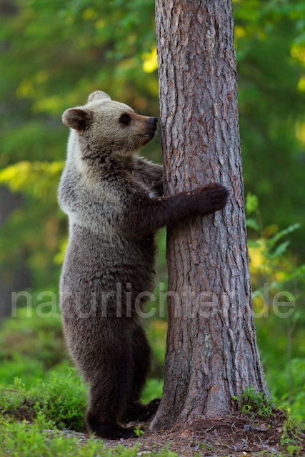 R9429 Braunbär, Brown Bear - Christoph Robiller