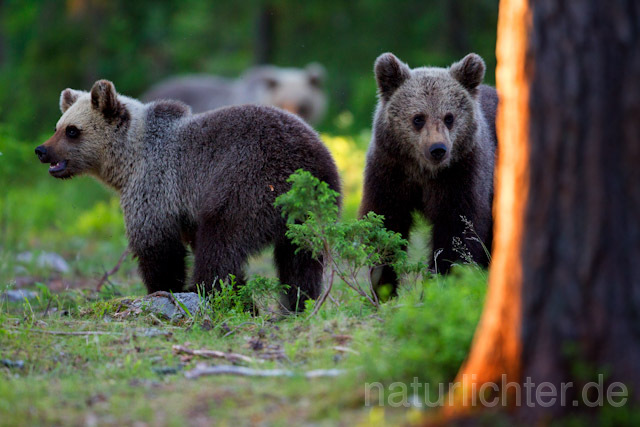 R9430 Braunbär, Brown Bear - Christoph Robiller