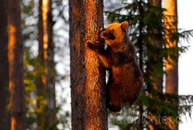 R9431 Braunbär klettert auf Baum, Brown Bear climb up a tree - Christoph Robiller