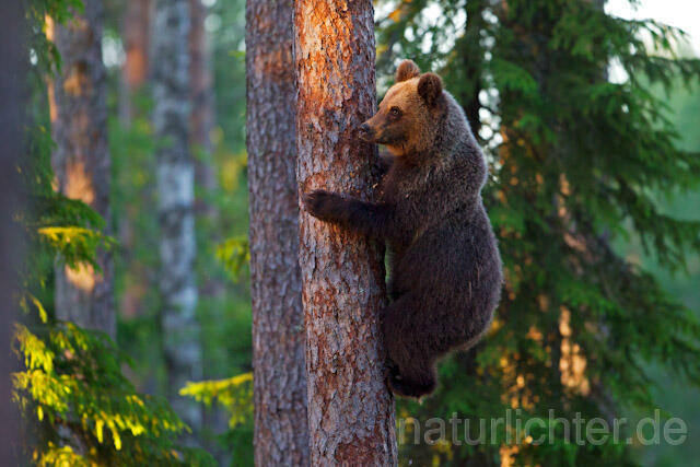 R9432 Braunbär klettert auf Baum, Brown Bear climb up a tree - Christoph Robiller