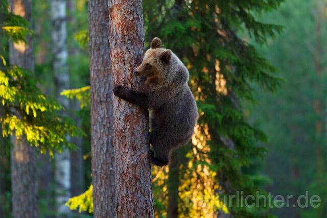 R9433 Braunbär klettert auf Baum,  Brown Bear climb up a tree - Christoph Robiller