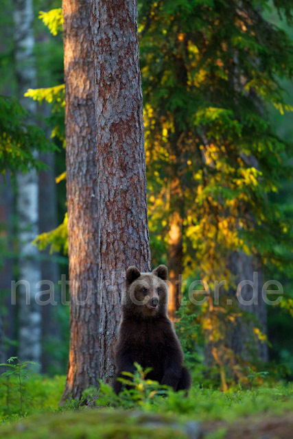 R9436 Braunbär, Brown Bear - Christoph Robiller