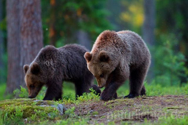 R9437 Braunbär, Brown Bear - Christoph Robiller