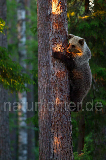R9438 Braunbär klettert auf Baum,  Brown Bear climb up a tree - Christoph Robiller