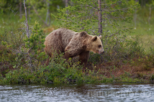 R9439 Braunbär, Brown Bear - Christoph Robiller