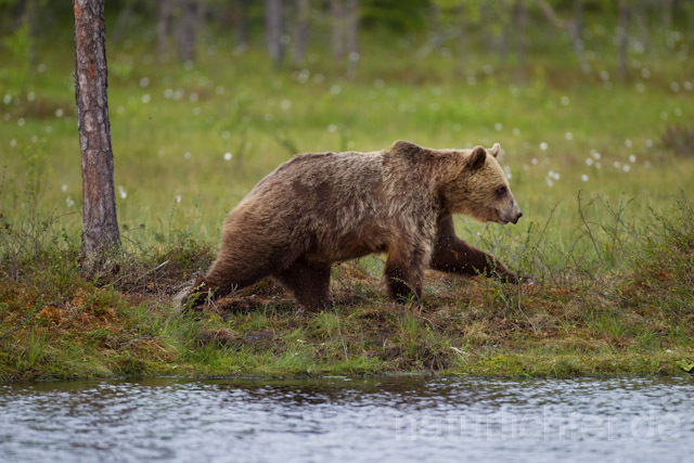 R9440 Braunbär, Brown Bear - Christoph Robiller