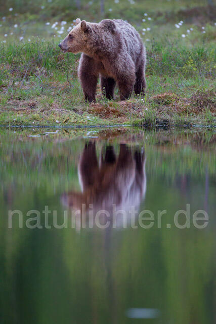 R9441 Braunbär, Brown Bear - Christoph Robiller