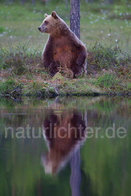 R9442 Braunbär, Brown Bear - Christoph Robiller