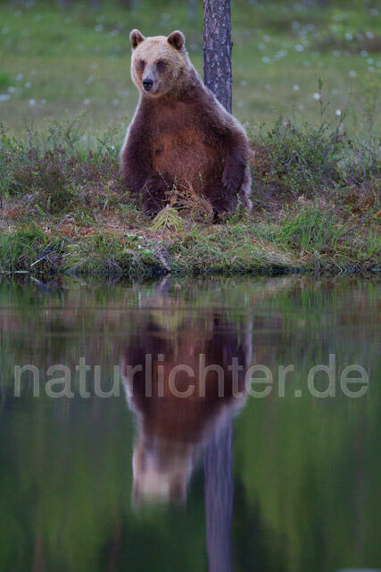 R9443 Braunbär, Brown Bear - Christoph Robiller
