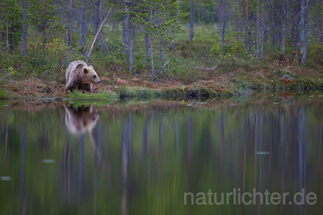 R9444 Braunbär, Brown Bear - Christoph Robiller