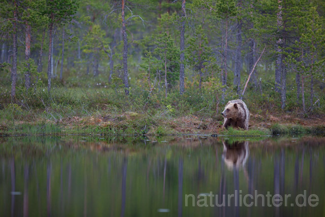 R9445 Braunbär, Brown Bear - Christoph Robiller