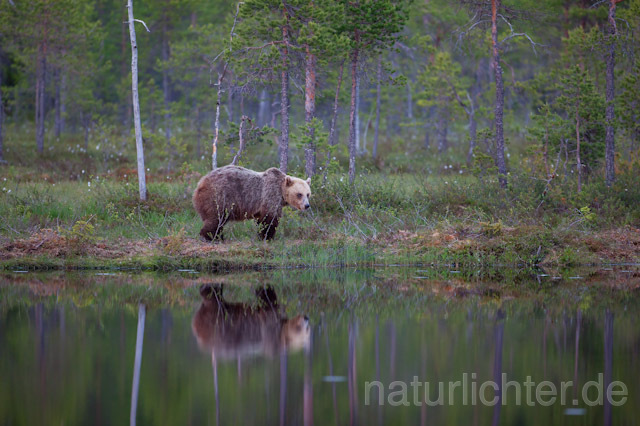 R9446 Braunbär, Brown Bear - Christoph Robiller