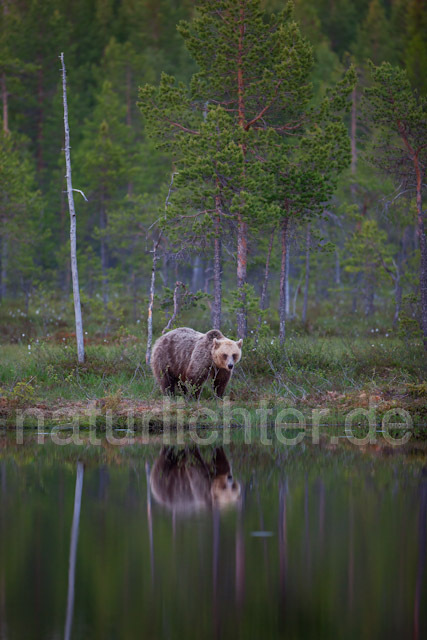 R9449 Braunbär, Brown Bear - Christoph Robiller