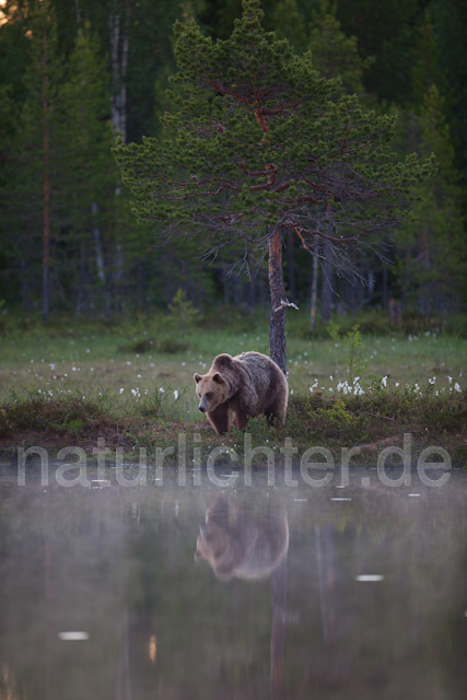 R9454 Braunbär, Brown Bear - Christoph Robiller