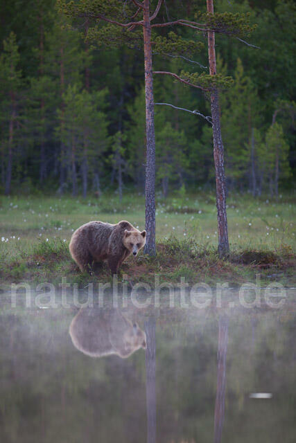 R9456 Braunbär, Brown Bear - Christoph Robiller